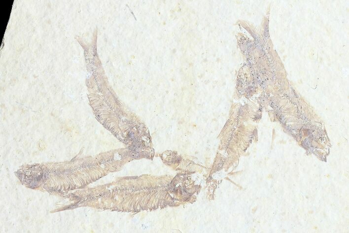 Multiple () Small Knightia Fossil Fish - Wyoming #77142